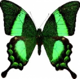   Papilio Palinurus
