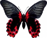   Papilio Rumanzovia